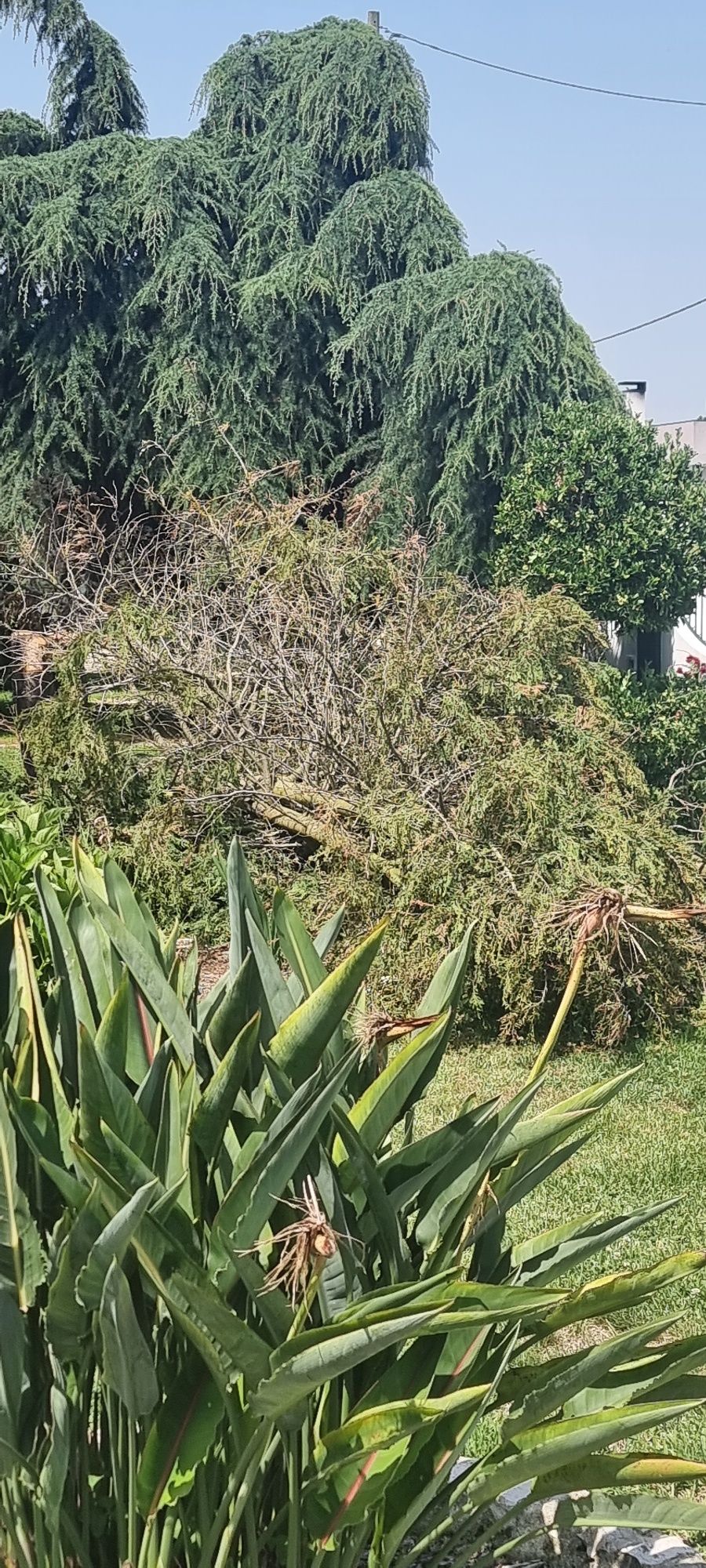 Limpeza de jardins e abate de árvores