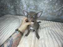 Chihuahua***Piękny***Czekoladowy***Chłopczyk***Do***Rezerwacji