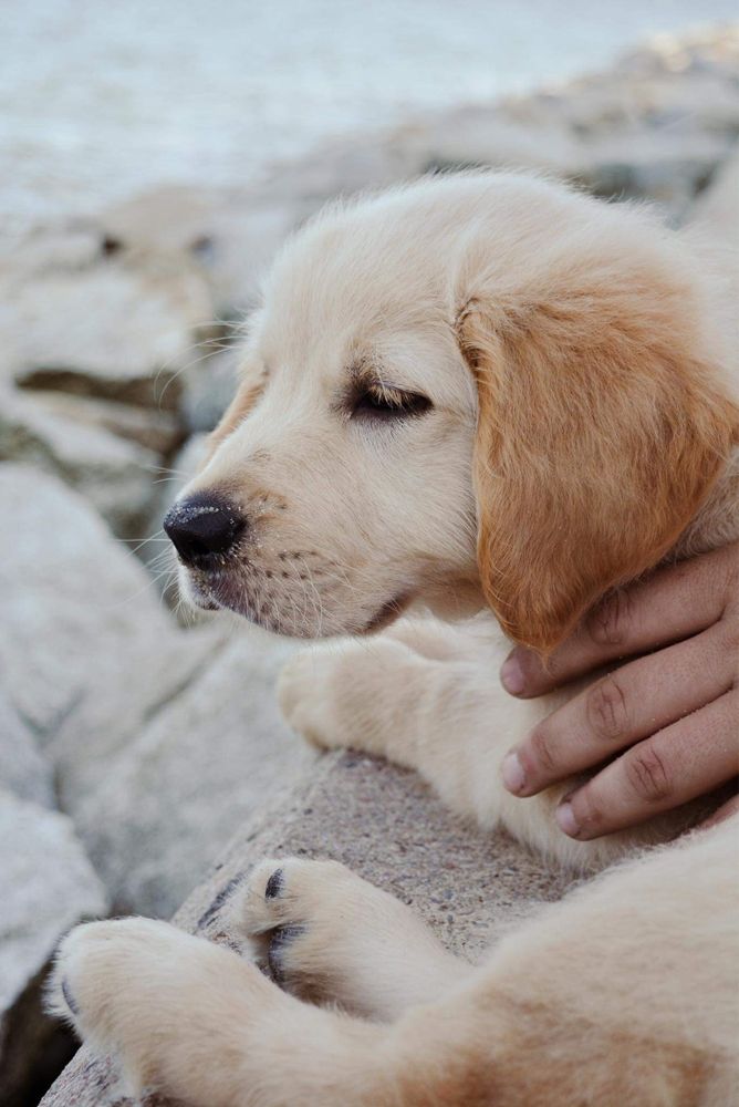 Golden retriever-szczenię