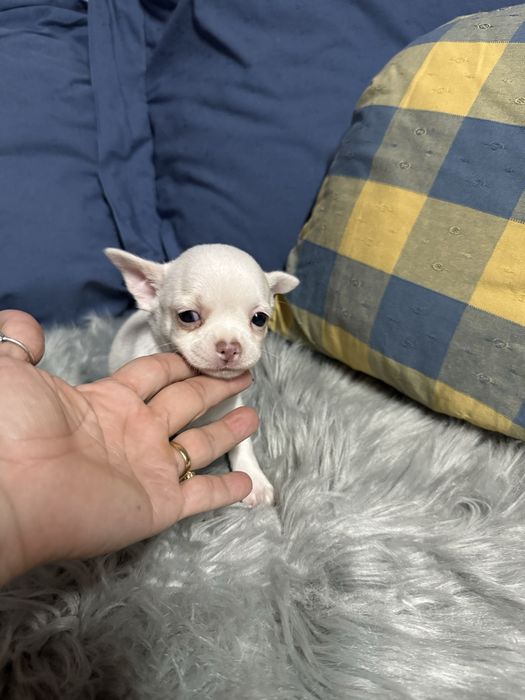 Menino “Chihuahua  lindissimo “ branco