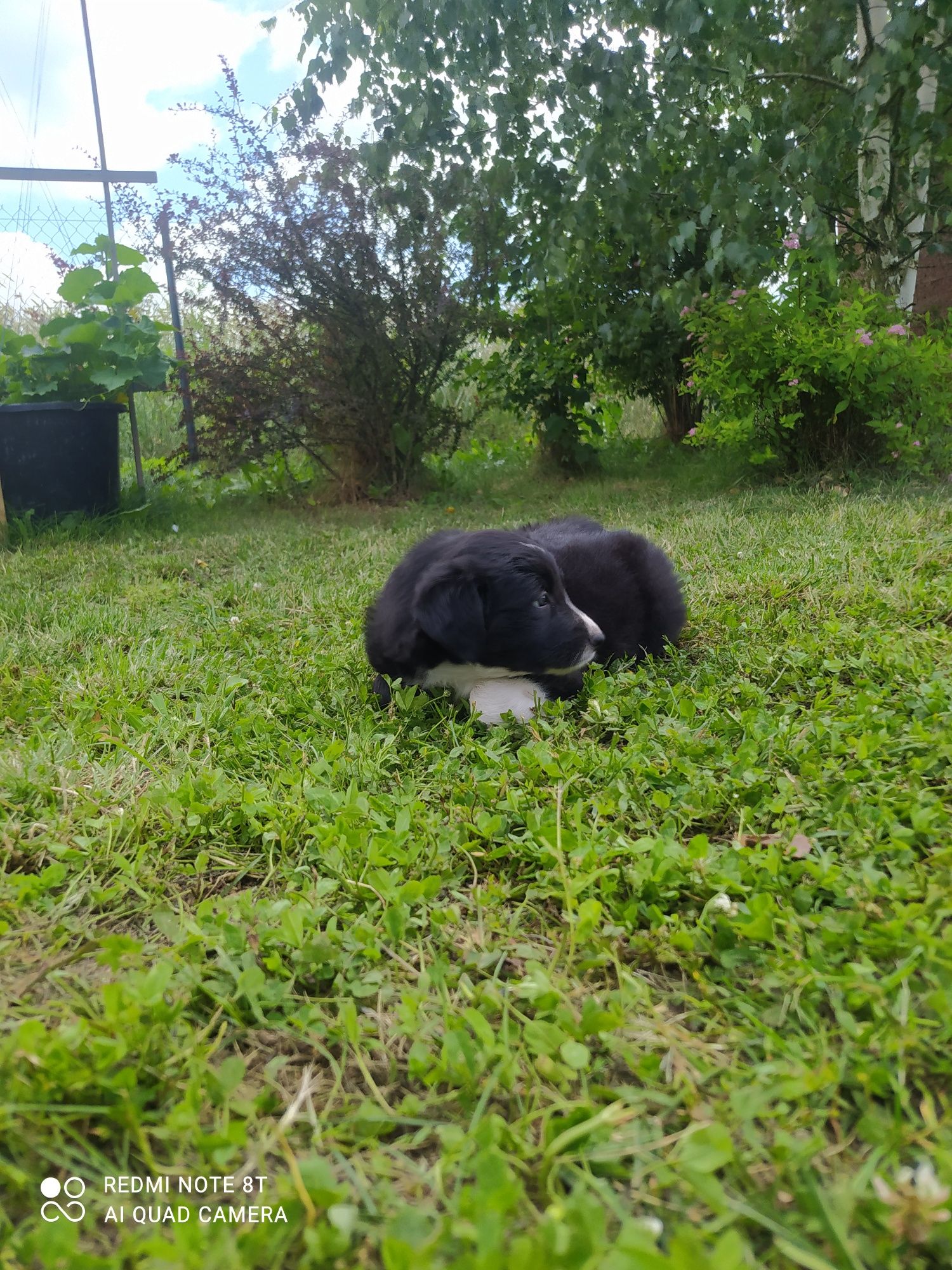 Border Collie - Czarno biały