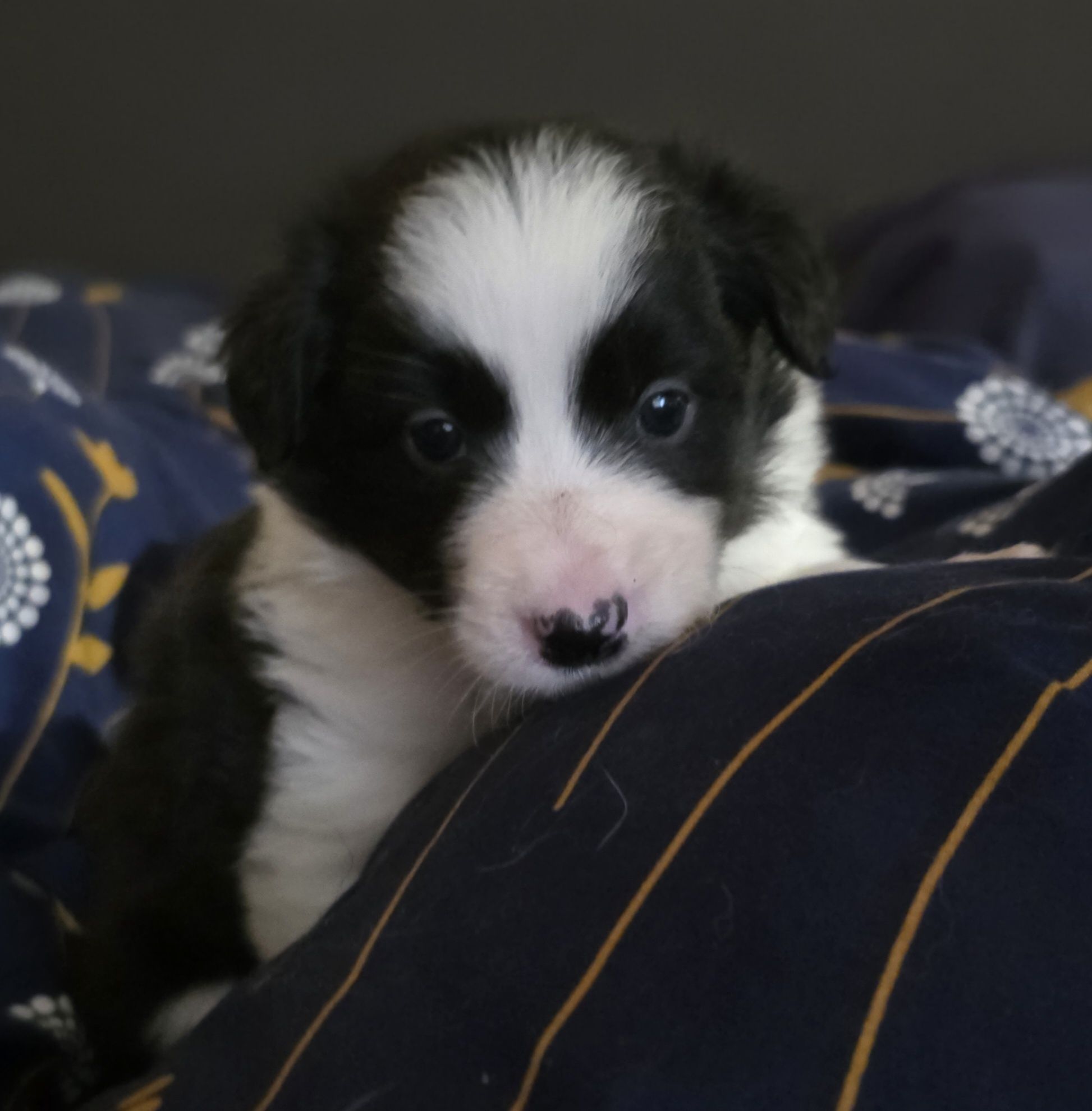 Suczka Border Collie