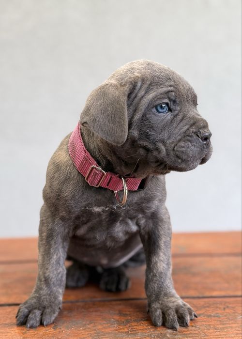 Suczka cane corso z rodowodem