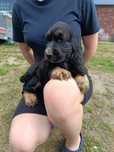 Cocker spaniel angielski