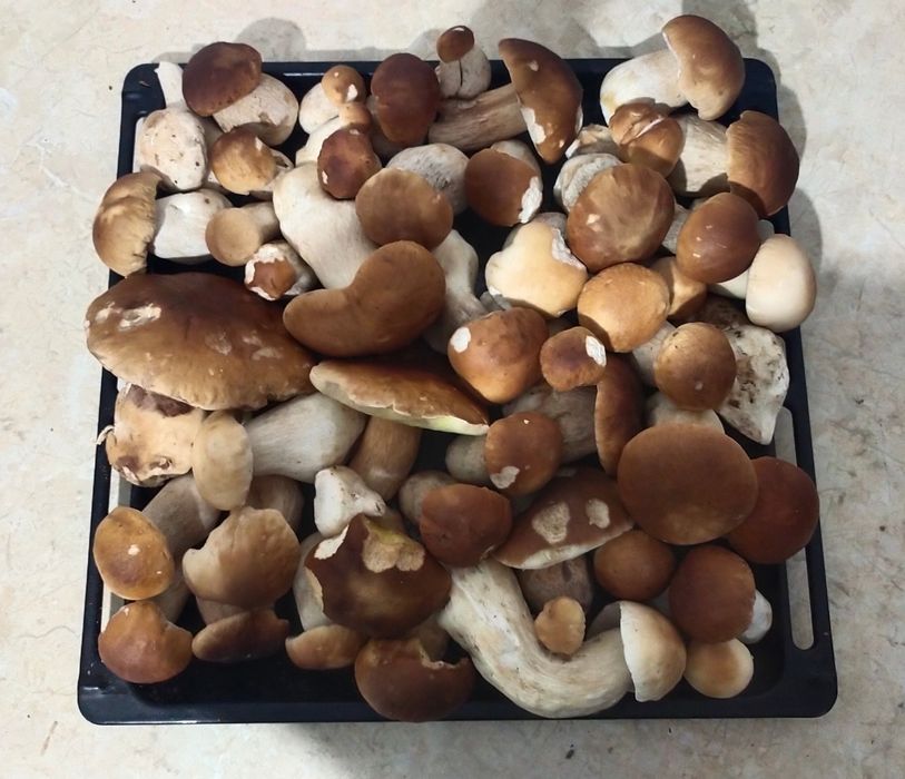 Borowik szlachetny suszony