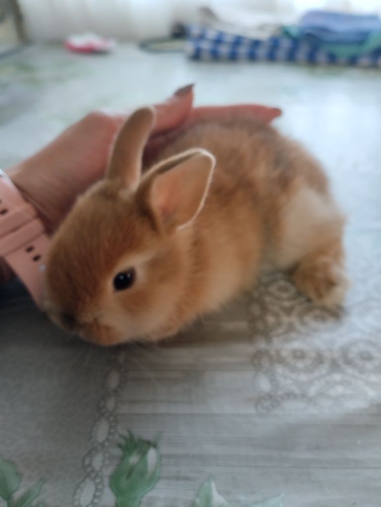 Coelhos anões bebes