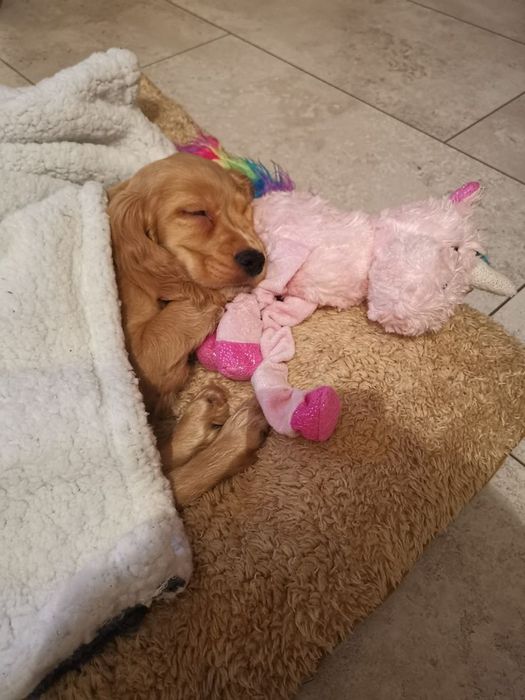 Малюки, від яких тане серце — шукають добрий дім