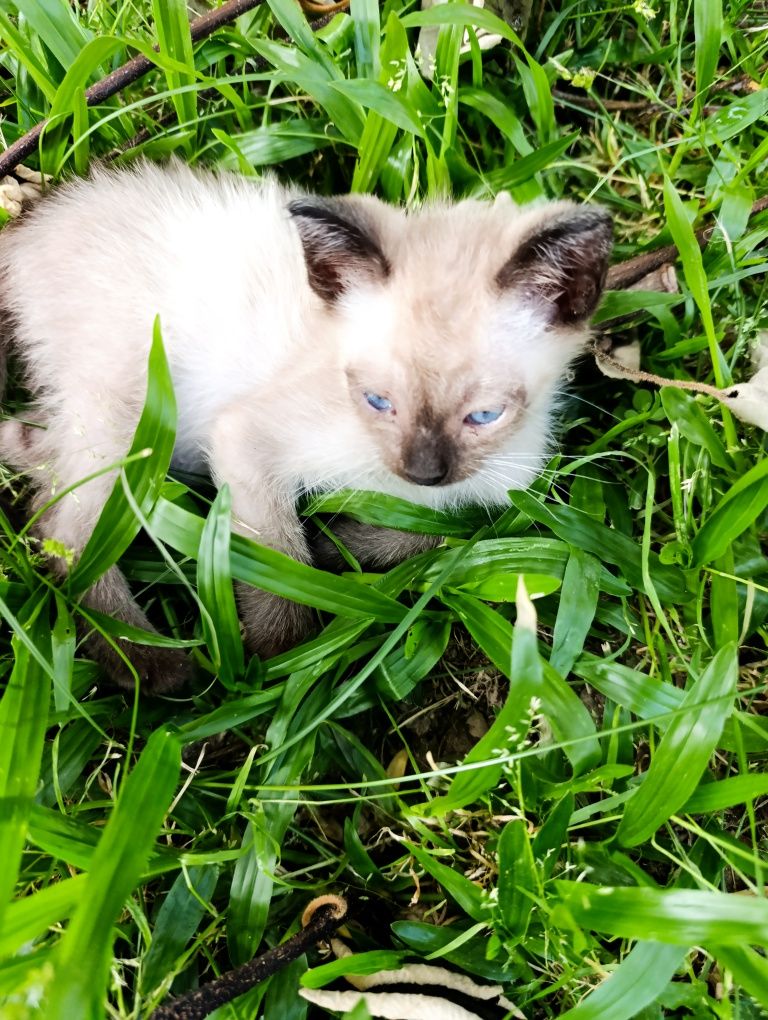Gatinhos para dar - Viseu