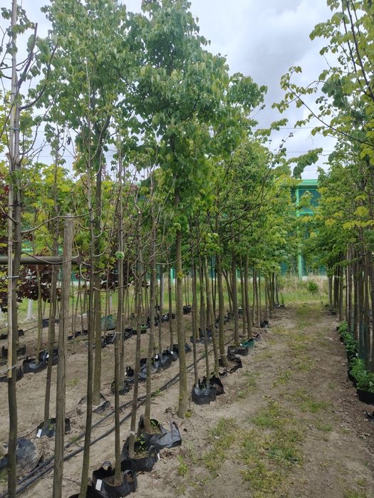 Drzewa liściaste szkółka drzew klony lipy jarzębiny śliwa wiśniowa