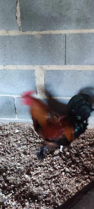 Galos bonitos de várias raças