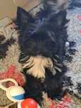 **MAX**Yorkshire terrier black  xxs laleczka  gotowy do odbioru