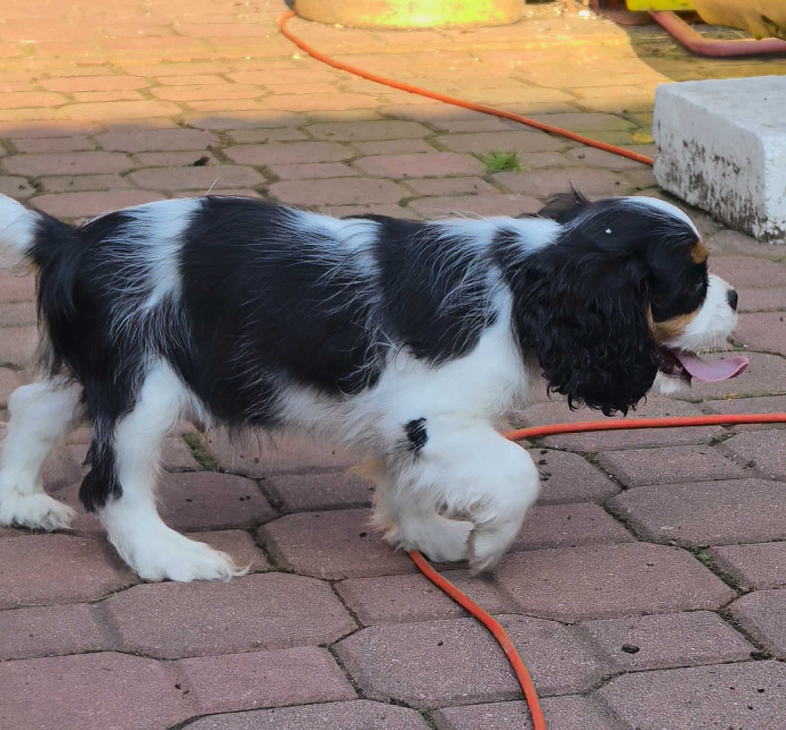 Cavalier King Charles spaniel FCI ZKwP po imp. Włochy