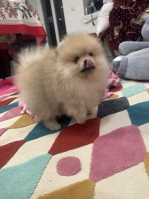 Маленький принц-шпіц чекає на свою родину