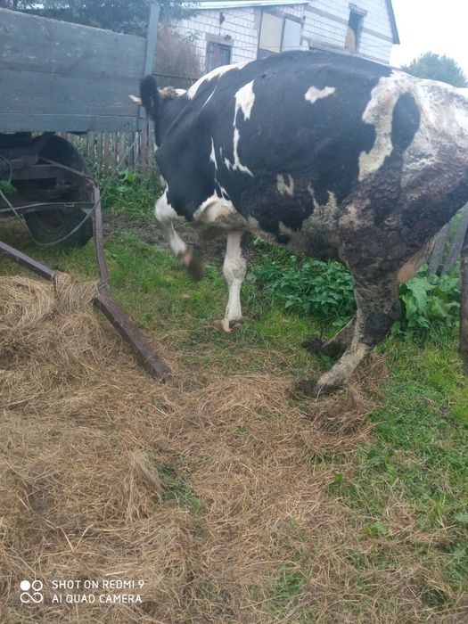 Krowa młoda mleczna