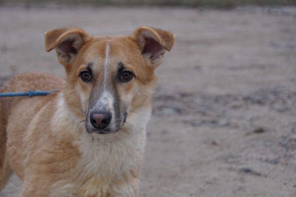 Jaspis - ładny , czujny piesek