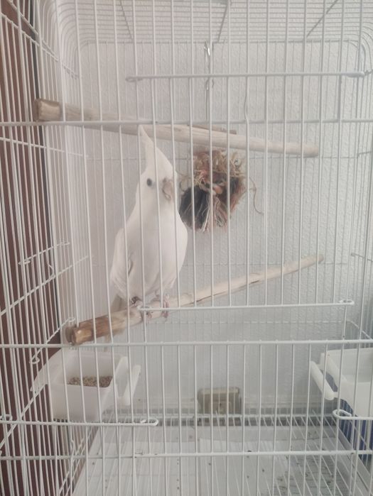 Calopsita branca rara