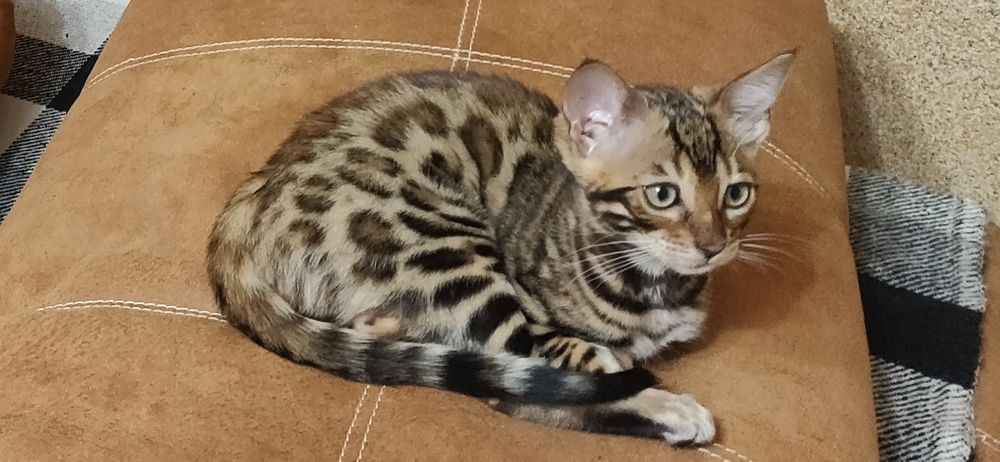 Бенгальська кішка, кошеня бенгала 3міс хлопчик
