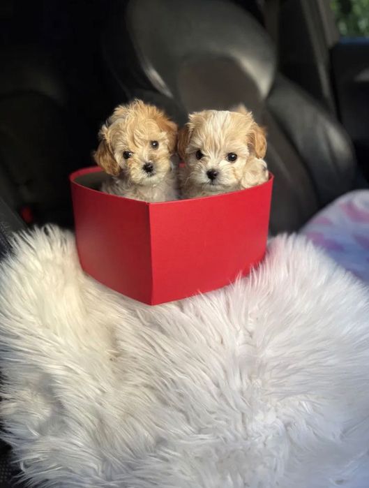 Maltipoo Maltańczyk +pudel toy red Brown chłopiec