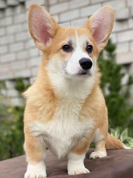 Цуценя вельш-коргі