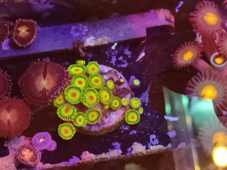 Zoa zoanthus Rasta, morskie