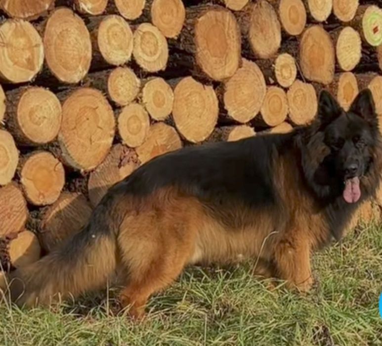 Цуценята німецької вівчарки ДШ