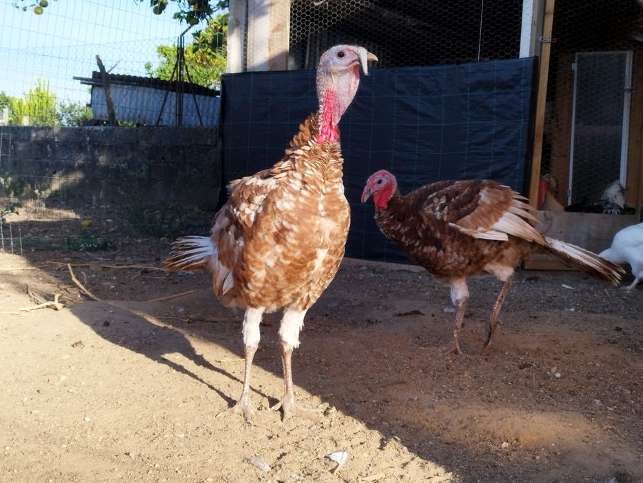 Perus  castanhos e pretos