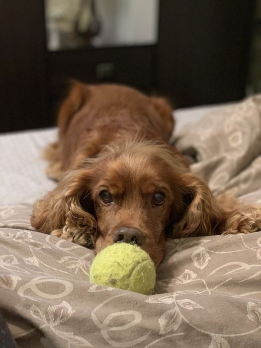 Передержка животных