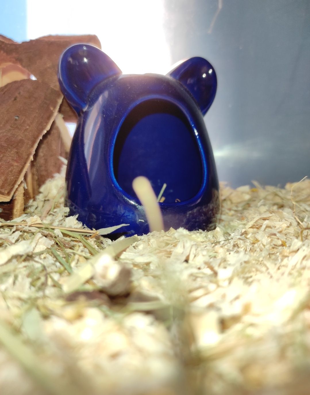 Сині вушка, керамічний будиночок для хом'яків та мишей