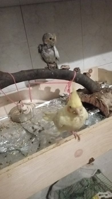 Caturras domésticadas criadas a mão