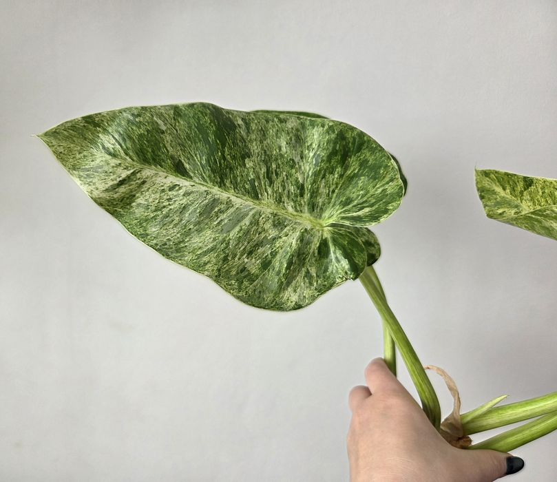 Philodendron Giganteum Variegata