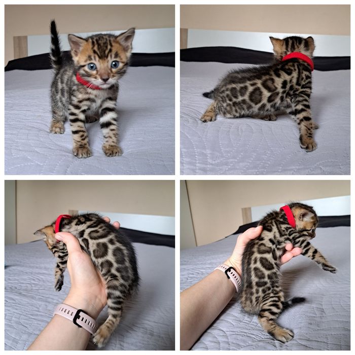 Kot bengalski kocurek bengal kocięta
