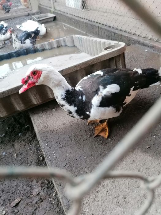 Patos mudos várias idades