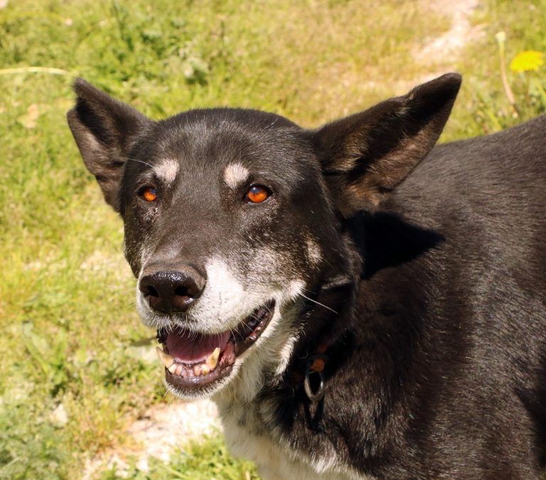 Cudny Haker do adopcji