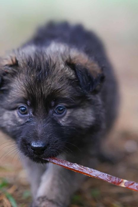 Oddam w dobre ręce szczenięta - Mają i Gucio
