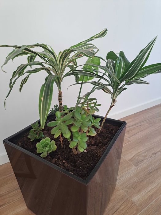Vendo vaso com planta de interior