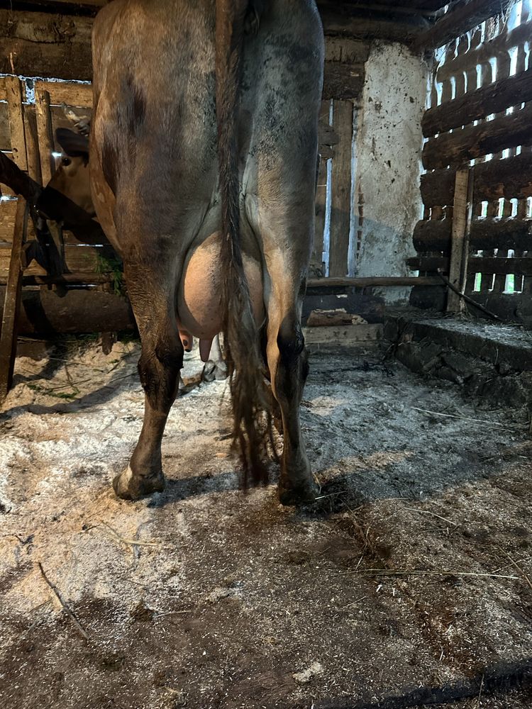 Маю на продажу 6 корів