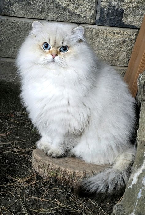 BLACK FRIDAY  30% Młody kocurek brytyjski dlugowlosy