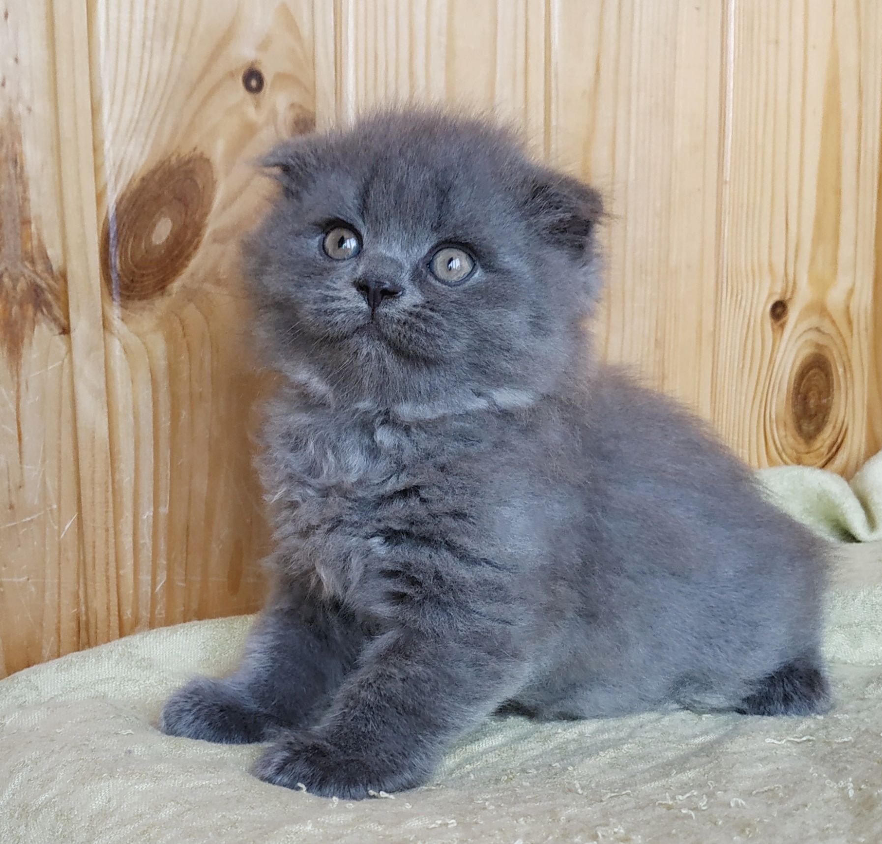 Котик висловухий хайленд