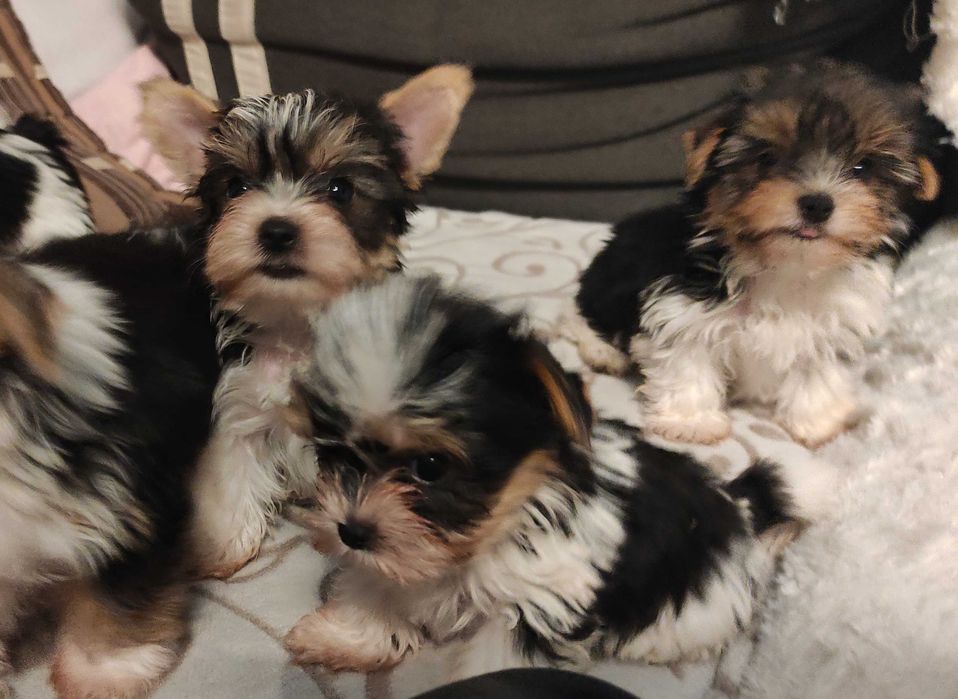 yorkshire terrier biewer trikolor mini
