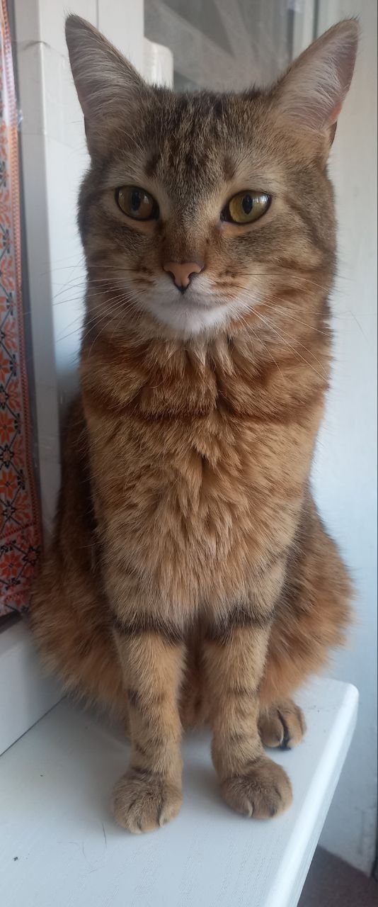 Бесплатно,кот- 9 месяцев