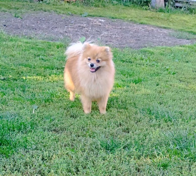 Шпіц дівчинка КСУ 10міс