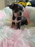 Chihuahua sunia Lima