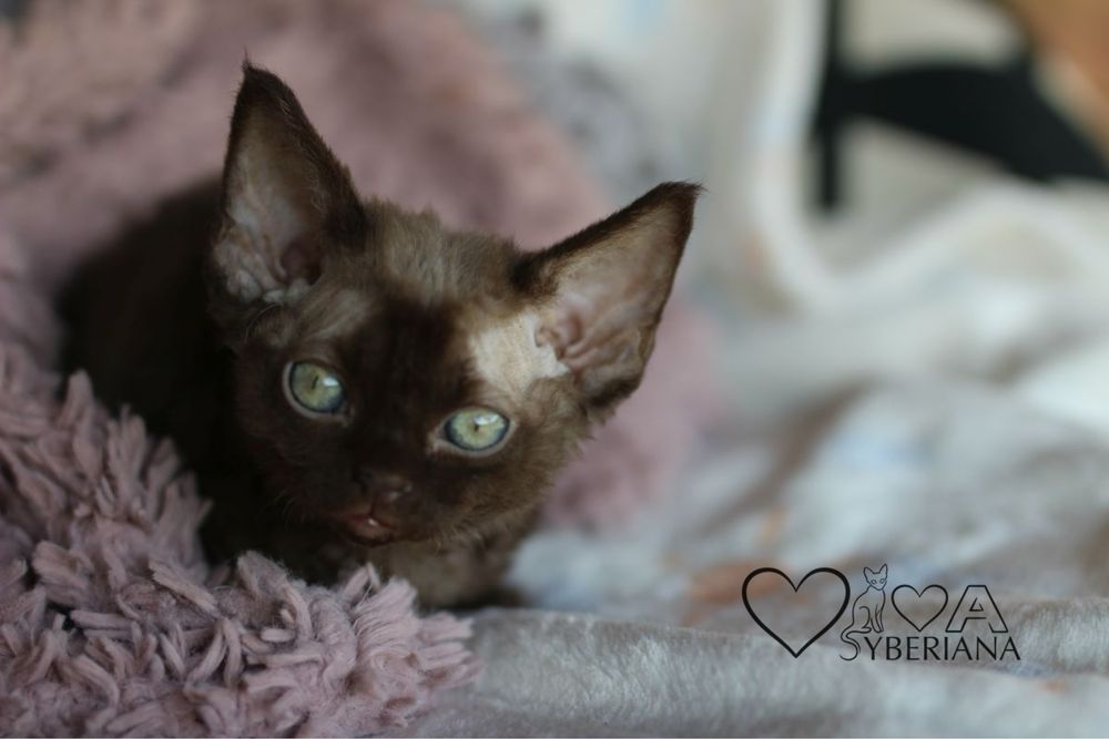 Czekoladowy kocurek devon rex