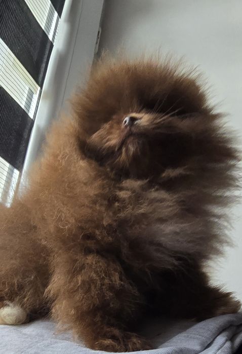 Sunia szpic miniaturowy pomeranian