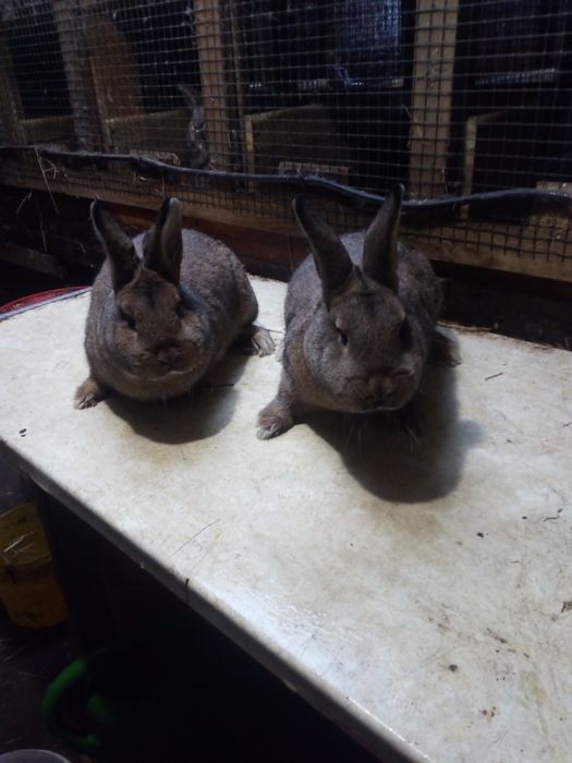 Króliki Wiedeńskie Szare