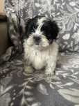 Piesk rasy shihtzu