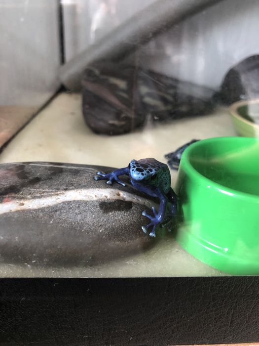 Укомплектованый и оборудованный аквариум террариум с тумбой и питомцам