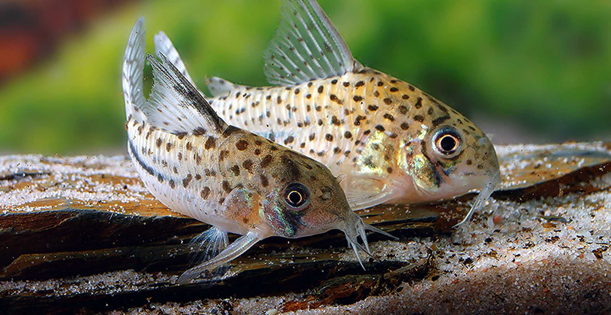 Kirysek Bonda - Corydoras bondi - Kirys - dowóz, wysyłka