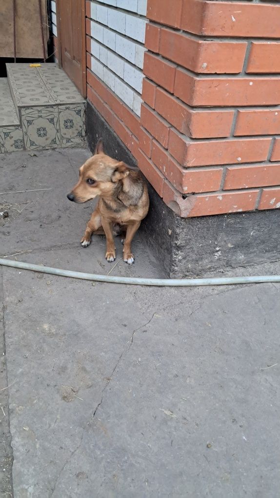 Хлопчик 3 місяці шукає люблячу родину