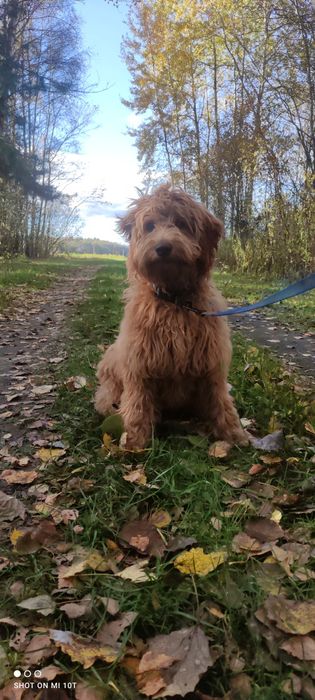 Suczka goldendoodle red